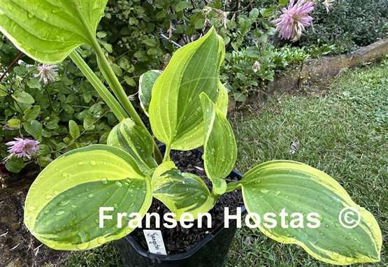 Hosta Gangster of Love